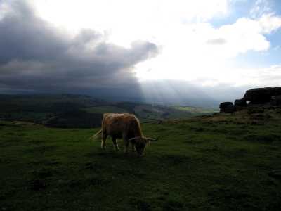 Cows, stormy sky, Baslow Edge, Curbar, Derbyshire Peak District