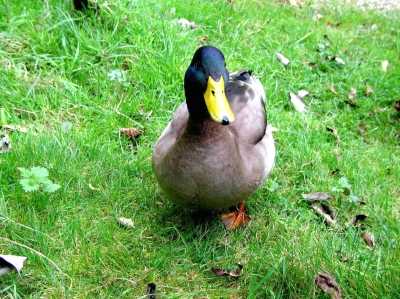 Dovedale duck, The Peak District