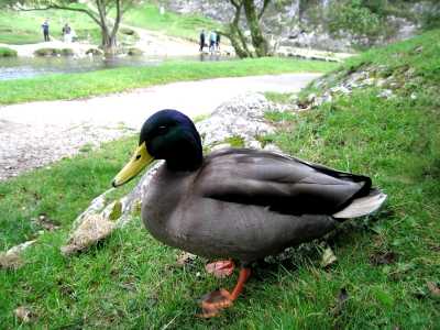 Local resident of Dovedale