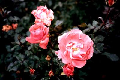 Pink roses, Benington Gardens, Hertfordshire