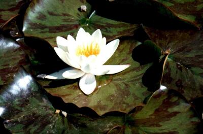 Water lily, Benington Gardens, Hertfordshire