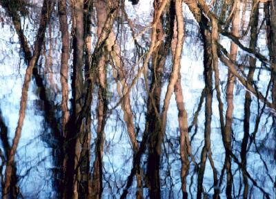 Tree reflections, Digswell Lake, Hertfordshire