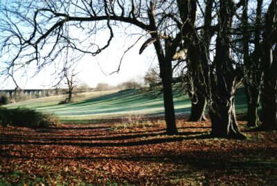 Trees in 'The Dip' Welwyn Garden City, Hertfordshire