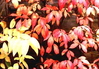 Autumn colours, Kew Gardens, London