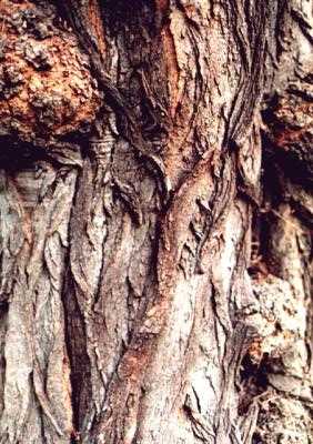 Tree bark, Kew Gardens, London