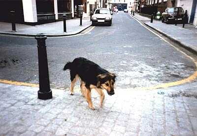 Backstreet dog, Percy Street, London