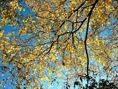 Autumn leaves by the canal in Islington, London