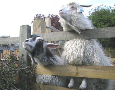 Goats, Spitalfields City Farm, East London