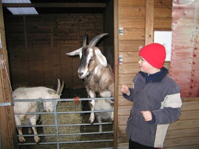 Edgar and Goat, Spitalfields City Farm, East London
