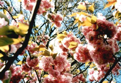 Pink blossom, East London