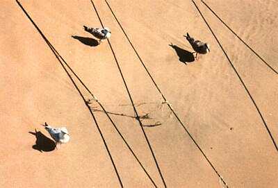 Gulls on beach, Norfolk