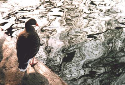 Goose and ripples, Regent's Park, London