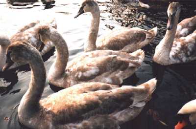 Signets, Regent's Park, London