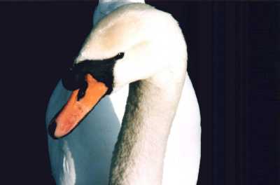 Swan, Regent's Park, London
