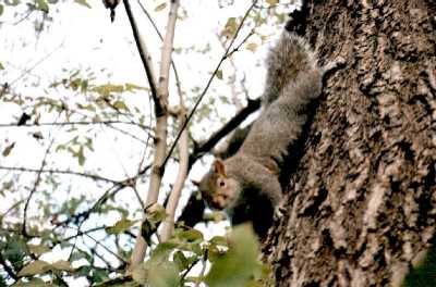 Squirrel, Regent's Park, London