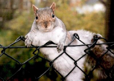 Squirrel, Regent's Park, London