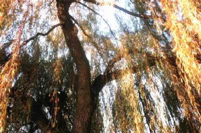 Sunlight, Regent's Park, London