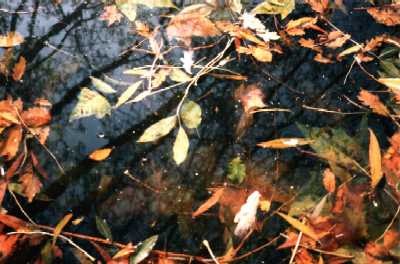 Autumn leaves, Regent's Park, London