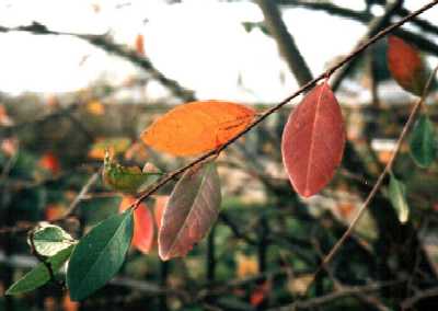 Autumn leaves, Regent's Park, London