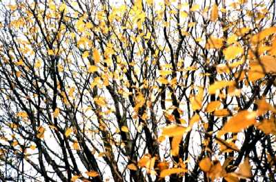 Autumn leaves, Regent's Park, London