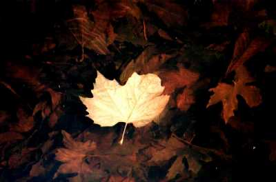 Autumn leaves under water, Regent's Park, London