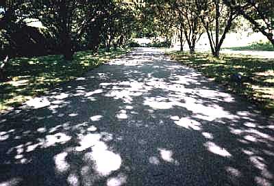 Shadows, Regent's Park, London