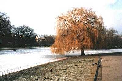 Tree and frozen lake, Regent's Park, London