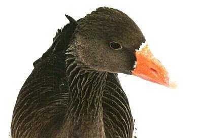 Goose in snow, Regent's Park, London