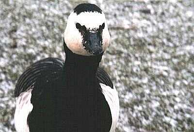 Goose in snow, Regent's Park, London