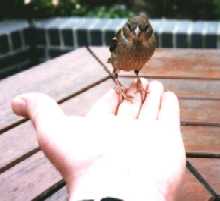 Sparrow feeding from hand, Regent's Park, London