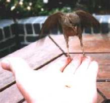 Sparrow feeding from hand, Regent's Park, London