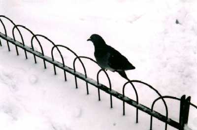 Pigeon on railing, London, Regent's Park in snow