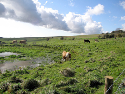 Cows pond and sky
