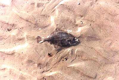Fish on sand, Worthing beach, Sussex