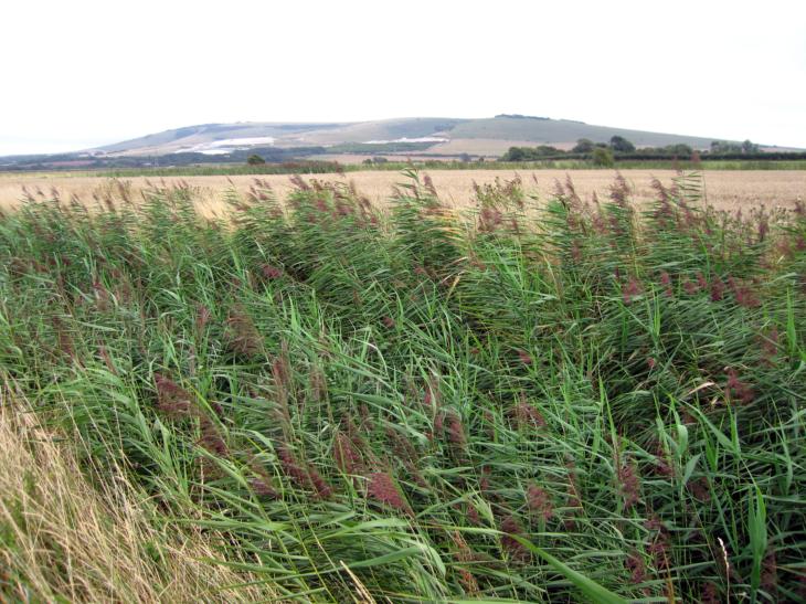 In the Ouse valley near Rodmell