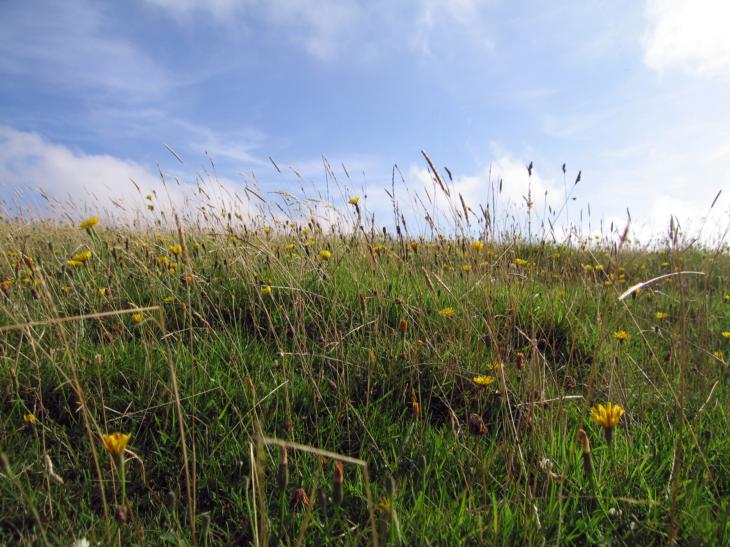 Grass dandelions and sky